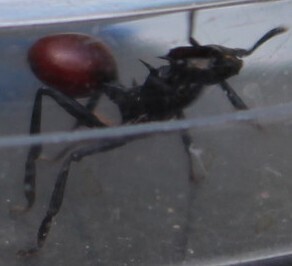 Common Giant Turtle Ant — 5