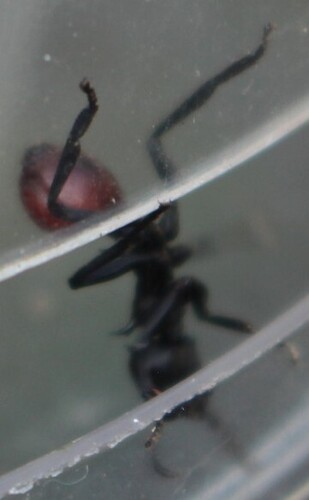 Common Giant Turtle Ant — 6