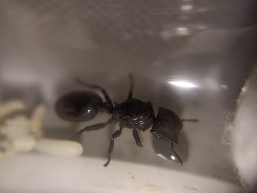 Common Giant Turtle Ant — 7