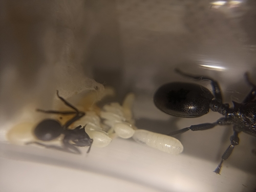 Common Giant Turtle Ant — 8