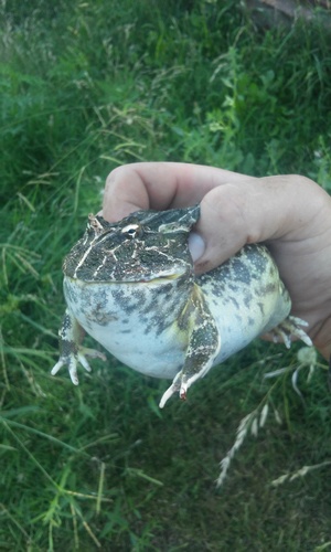 Chacoan Horned Frog — 1