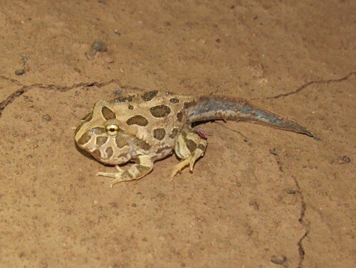 Chacoan Horned Frog — 4