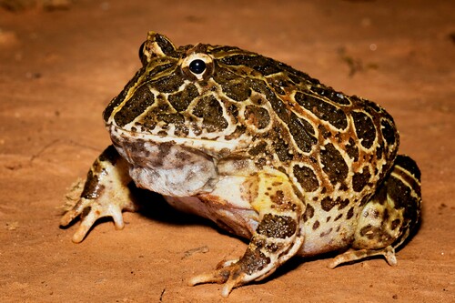 Chacoan Horned Frog — 5
