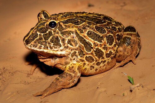 Chacoan Horned Frog — 6