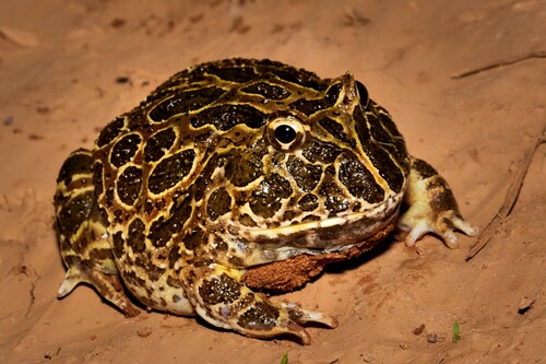 Chacoan Horned Frog — 7
