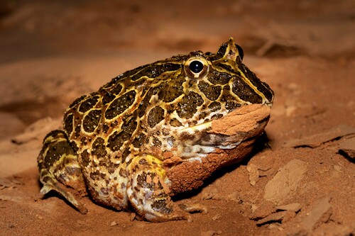 Chacoan Horned Frog — 8