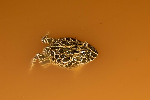 Chacoan Horned Frog — 9