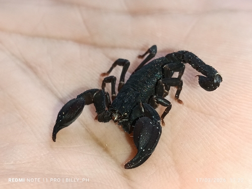 Scorpion nain varié — 2