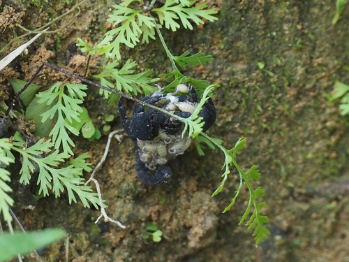 Scorpion nain varié — 4