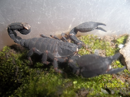Scorpion nain varié — 5