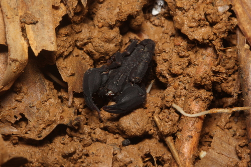 Scorpion nain varié — 6