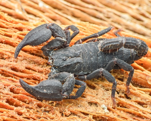 Scorpion nain varié — 8