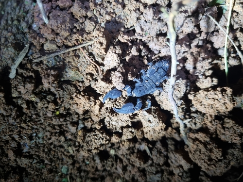 Scorpion nain varié — 9
