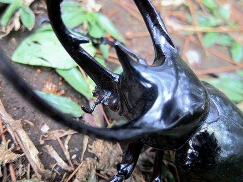 Chiron Beetle — 3