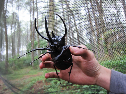 Chiron Beetle — 4