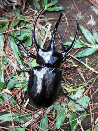 Chiron Beetle — 5