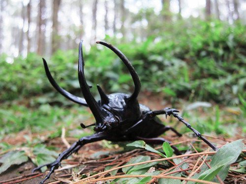 Chiron Beetle — 6