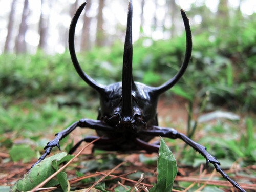 Chiron Beetle — 7