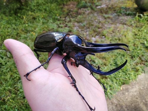 Chiron Beetle — 8