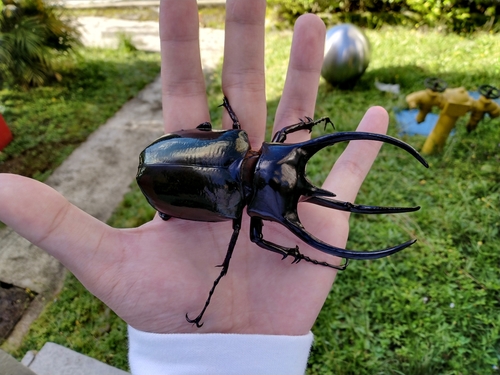 Chiron Beetle — 9