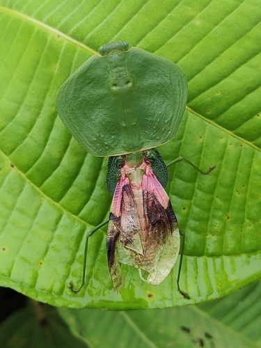 Hooded Mantis — 2