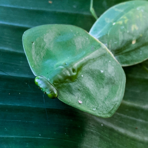 Hooded Mantis — 3