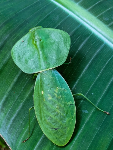 Hooded Mantis — 5