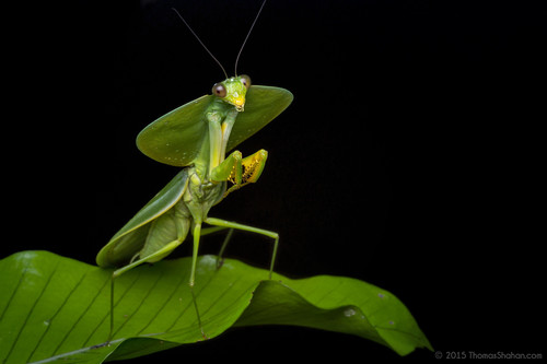 Hooded Mantis — 7
