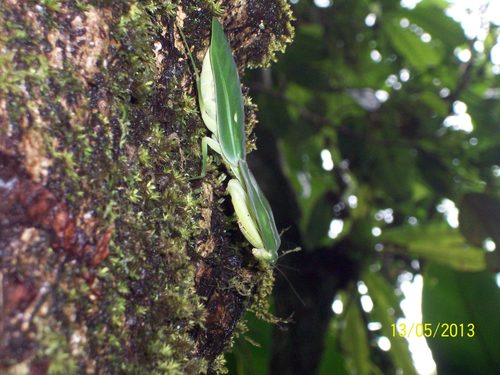 Hooded Mantis — 9