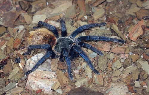 Greenbottle Blue Tarantula — 2