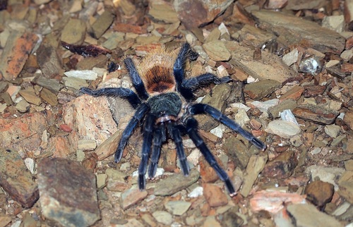 Greenbottle Blue Tarantula — 3