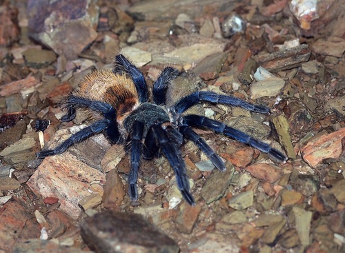 Greenbottle Blue Tarantula — 4