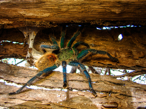 Greenbottle Blue Tarantula — 5