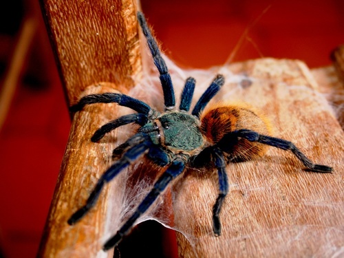 Greenbottle Blue Tarantula — 6