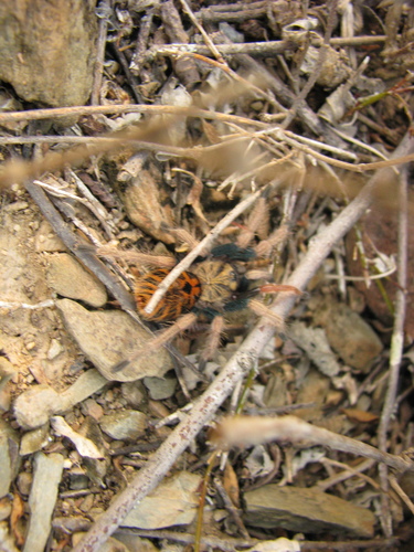 Greenbottle Blue Tarantula — 7