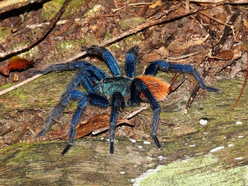 Greenbottle Blue Tarantula — 8