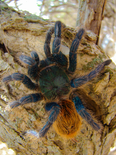 Greenbottle Blue Tarantula — 9