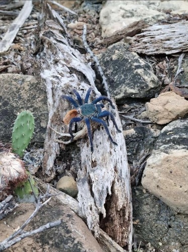 Greenbottle Blue Tarantula — 10