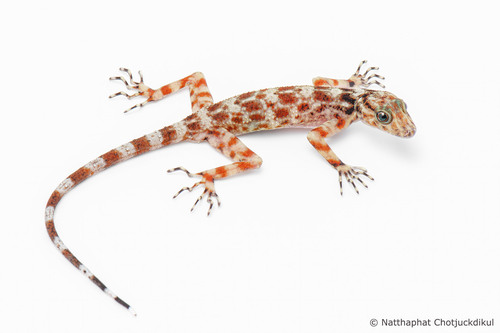 Gecko de Kumpol — 1