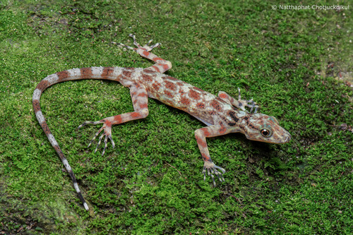 Gecko de Kumpol — 2