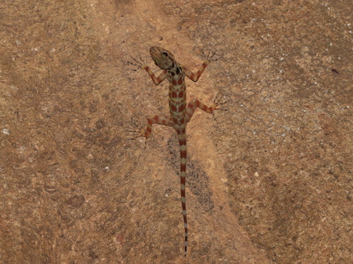 Gecko de Kumpol — 4