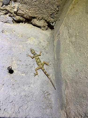Gecko de Kumpol — 6