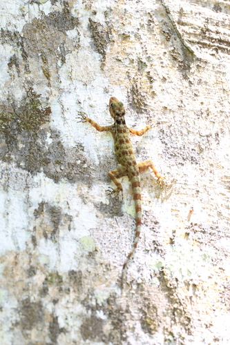 Gecko de Kumpol — 8
