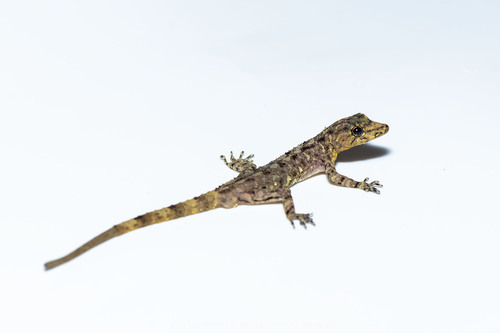 Gecko de roche siamois — 4