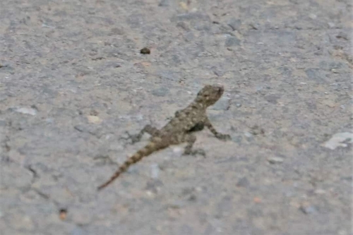Gecko de roche siamois — 5