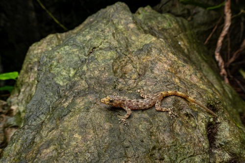 Gecko de roche siamois — 6