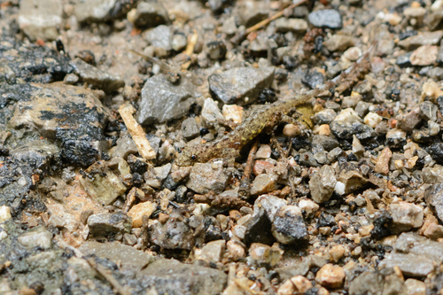 Gecko de roche siamois — 8