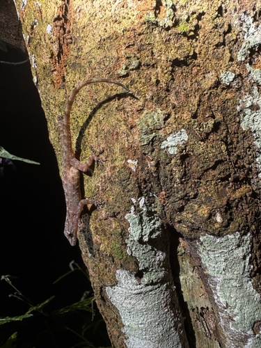 Gecko de roche siamois — 10