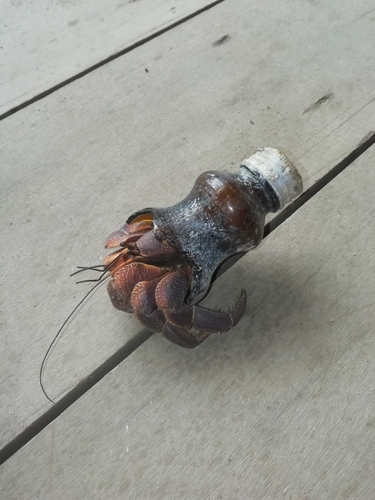 Indonesian Land Hermit Crab — 4