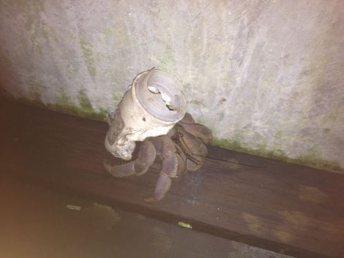 Indonesian Land Hermit Crab — 5